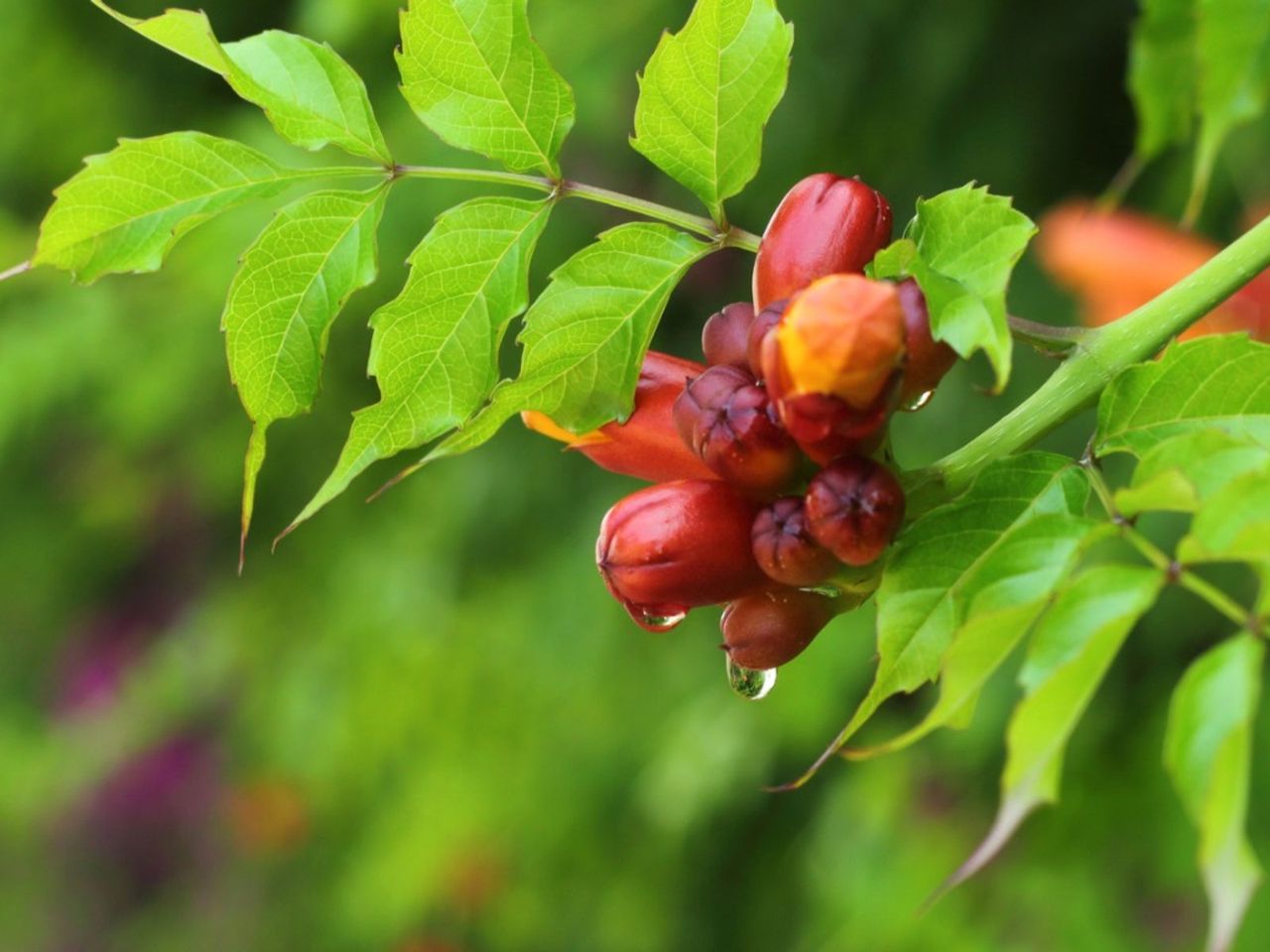 Bud Drop On Trumpet Vine Plant