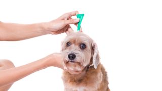 puppy getting flea and tick treatment