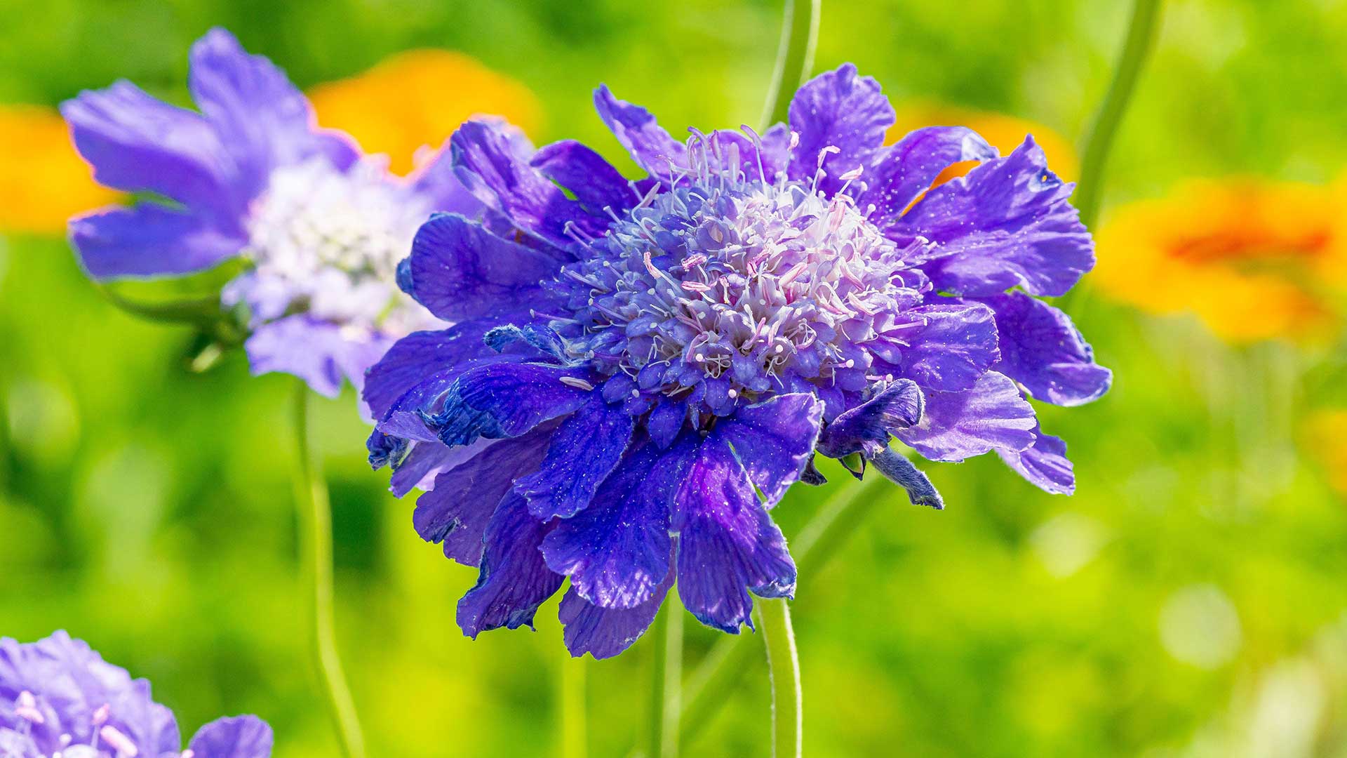 'Fama Blue' scabiosa
