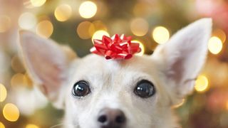 Festive white dog ready and waiting for a Christmas gift