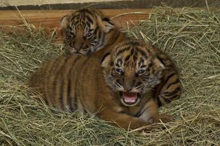 tiger-cubs-110420-02