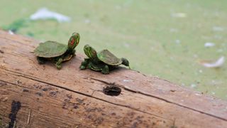 Red-eared Slider Turtle