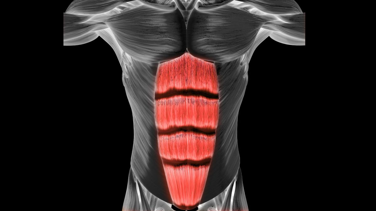 What are core muscles? | Live Science