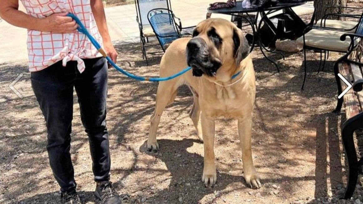 Mastiff at rescue center