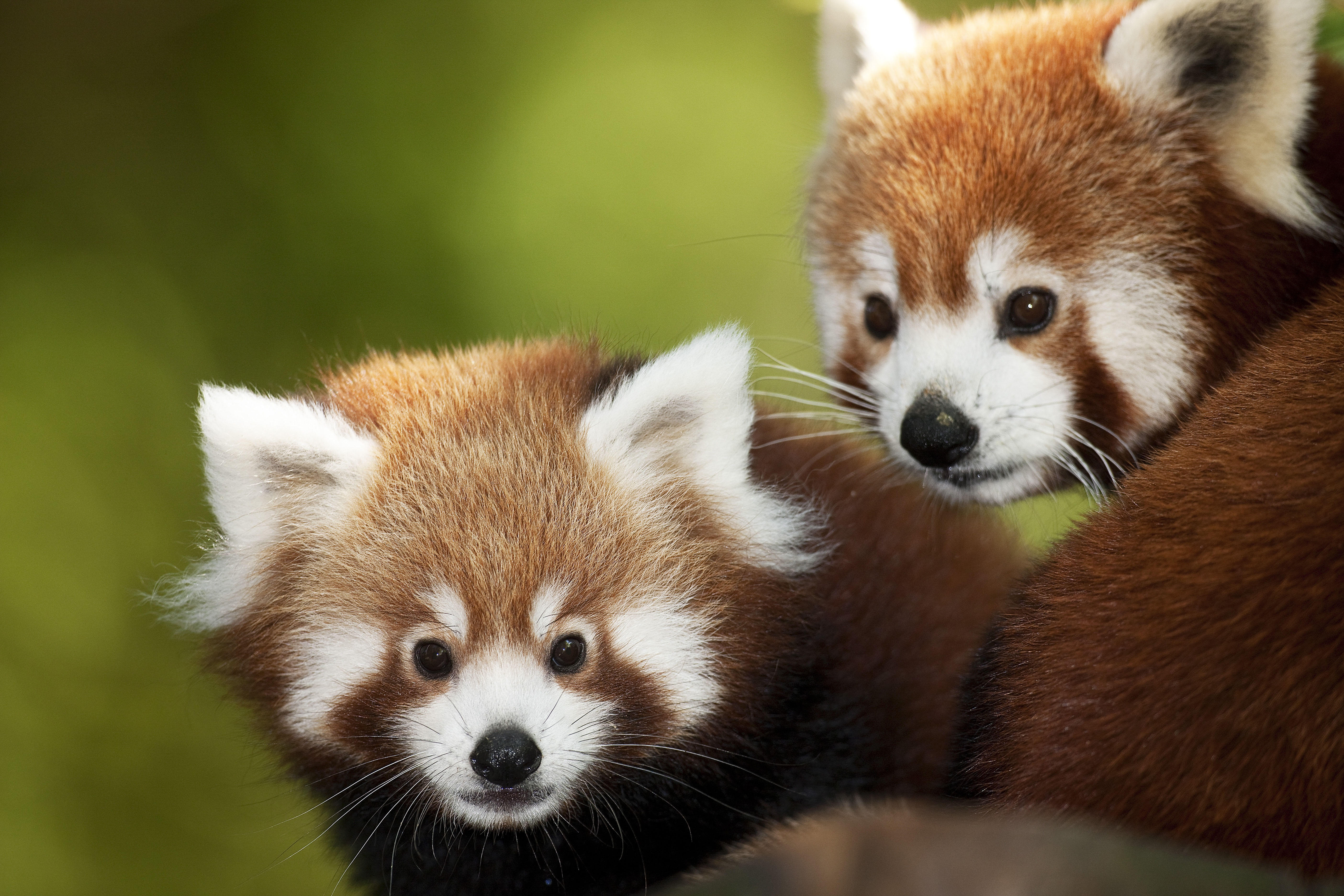 Red pandas are among the species hoped to breed at Shepreth Wildlife Park.