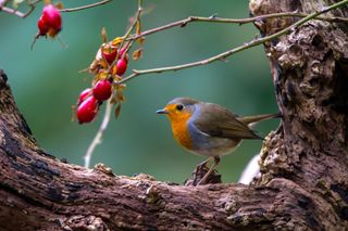 European robin (Erithacus rubecula), with rosehips on an old tree
