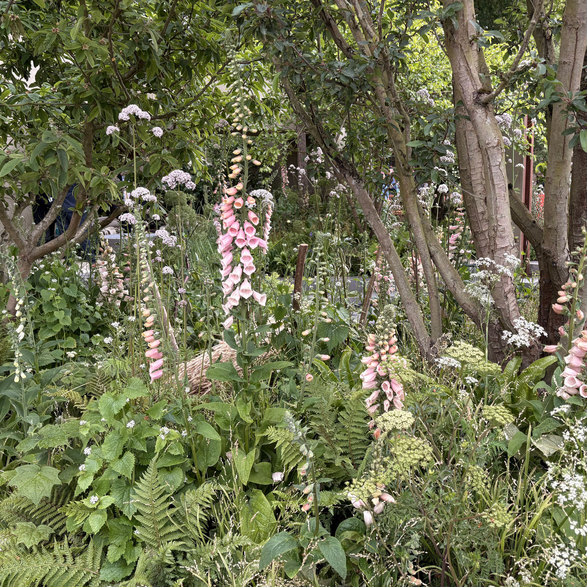 Foxgloves and wild plants around trees