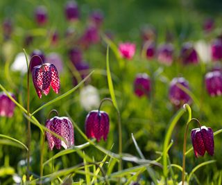 Fritillaria meleagris, Snake's Head Fritillary