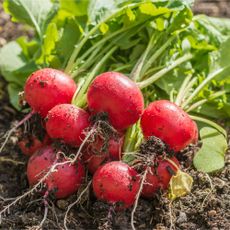 Freshly harvested radishes in garden