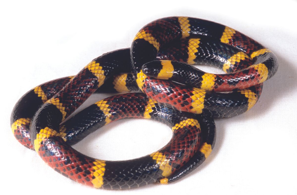 Coral Snakes  Colors  Bites Farts Facts Live Science