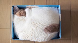 Cat sleeping in box