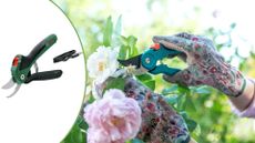 Compilation image of the new Bosch EasyPrune cordless garden secateurs trimming a rose bush