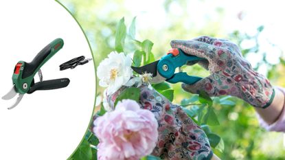 Compilation image of the new Bosch EasyPrune cordless garden secateurs trimming a rose bush