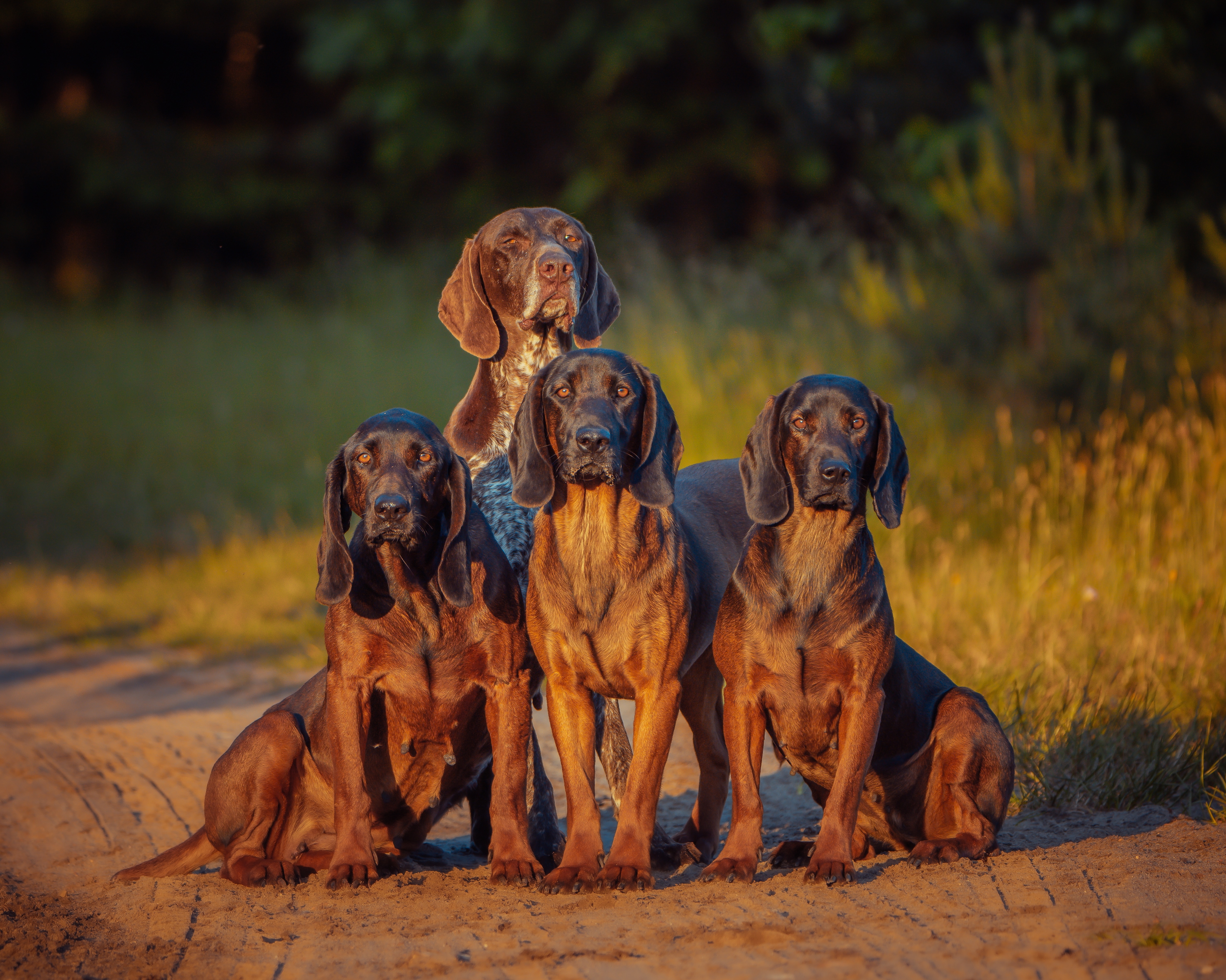 Three Bavarian mountain hounds and a German pointer