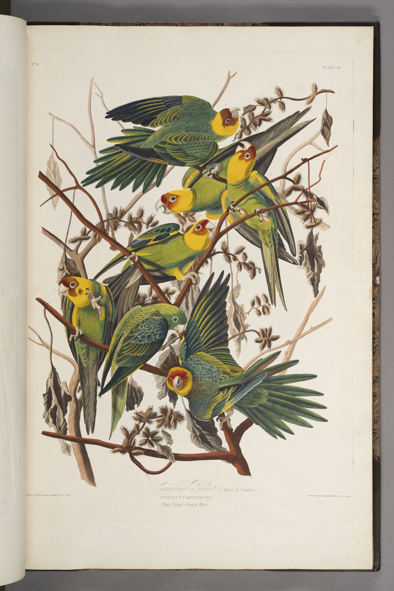 Colourful Carolina Parrots from Birds of America