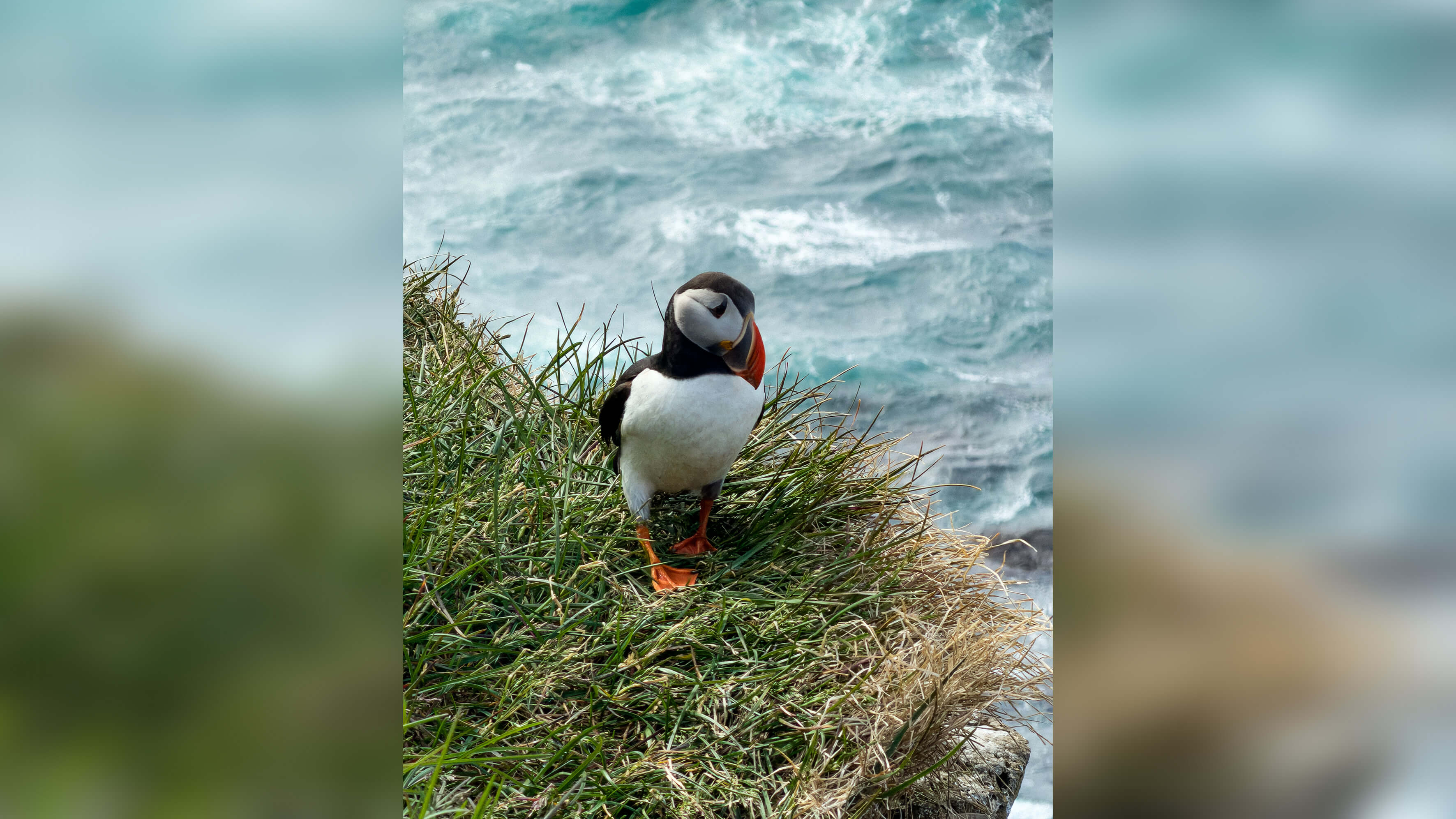 Puffin.