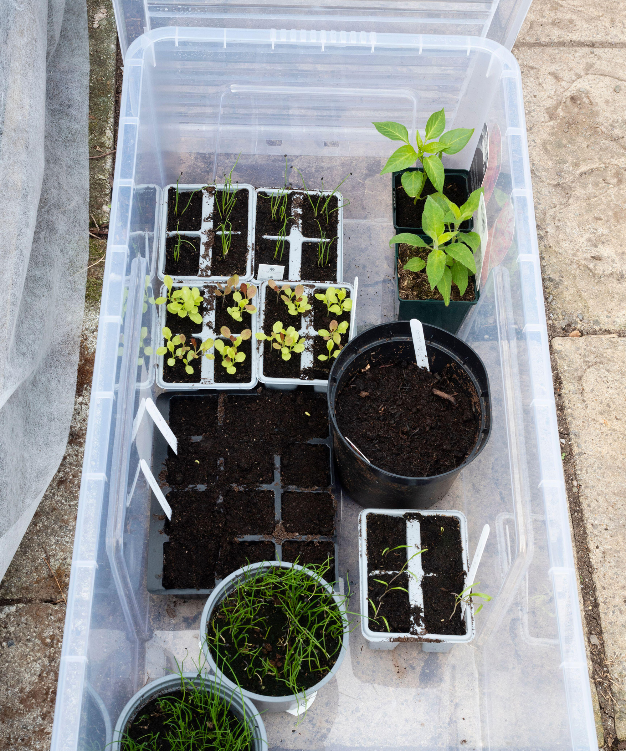 Improvised cold frame using a plastic storage box for growing seedlings and tender plants in a small back garden vegetable plot