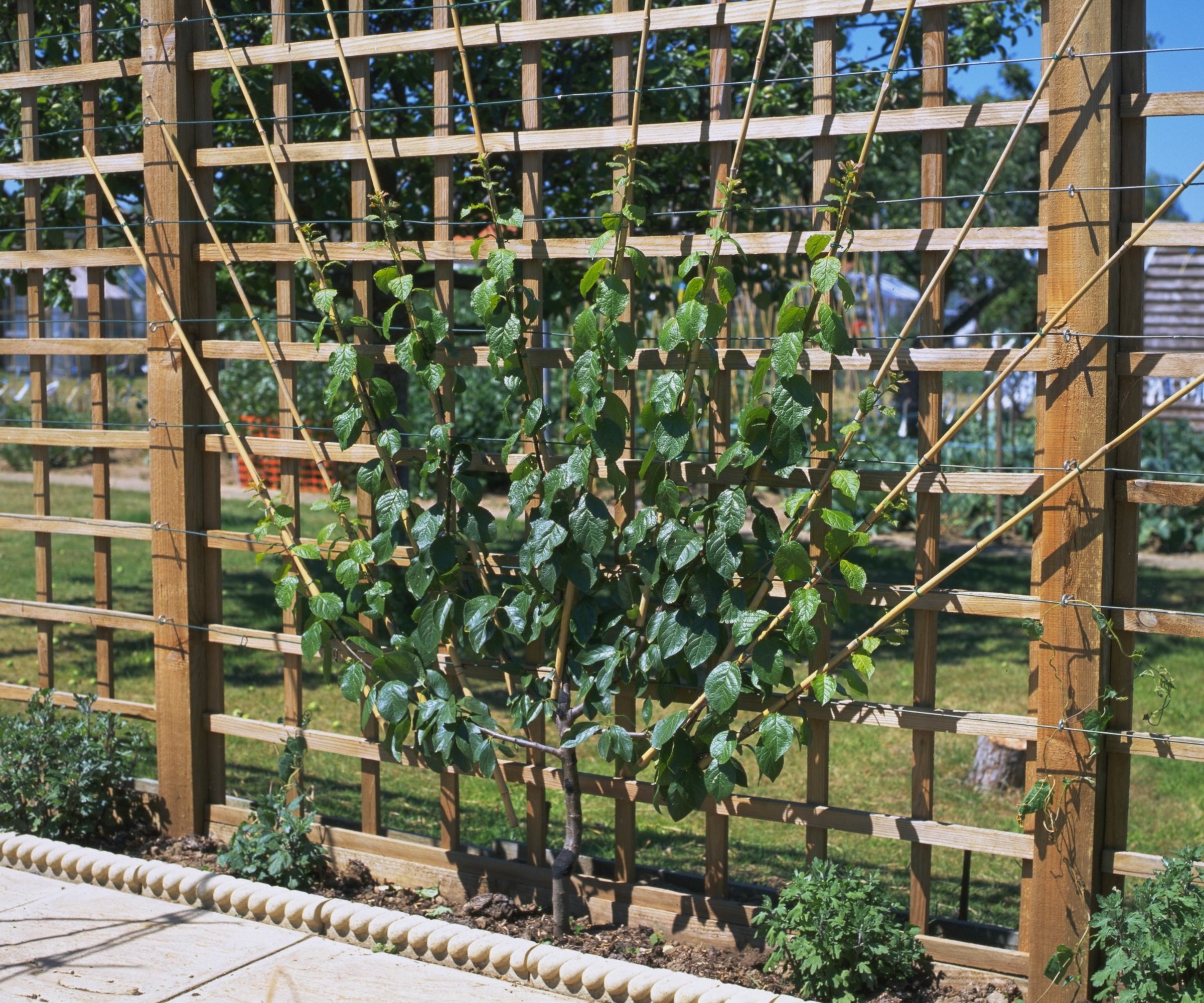 A fruit tree is trained into a fan shape against a wooden trellis