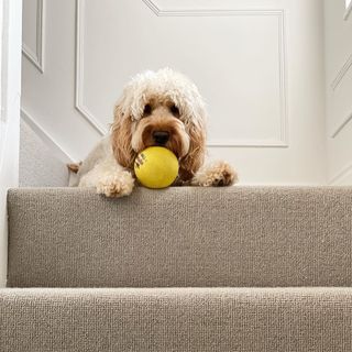 dog at the top of stairs with Tapi Carpets carpet - from Instagram @Lunabushellcockapoo