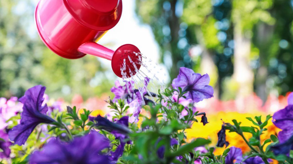 A red watering can watering purple petunias