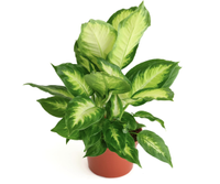 Shop Succulents  Dumb Cane Plant 