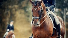 Double-Bridle-GettyImages-1278676796.jpg