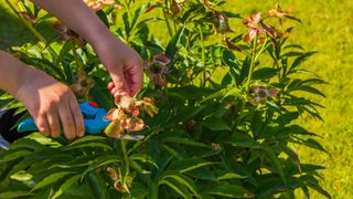 picture of woman deadheading peonies