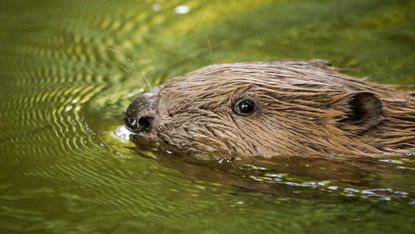 A headshot of a beaver swimming across a green river in Otterton, England, United Kingdom