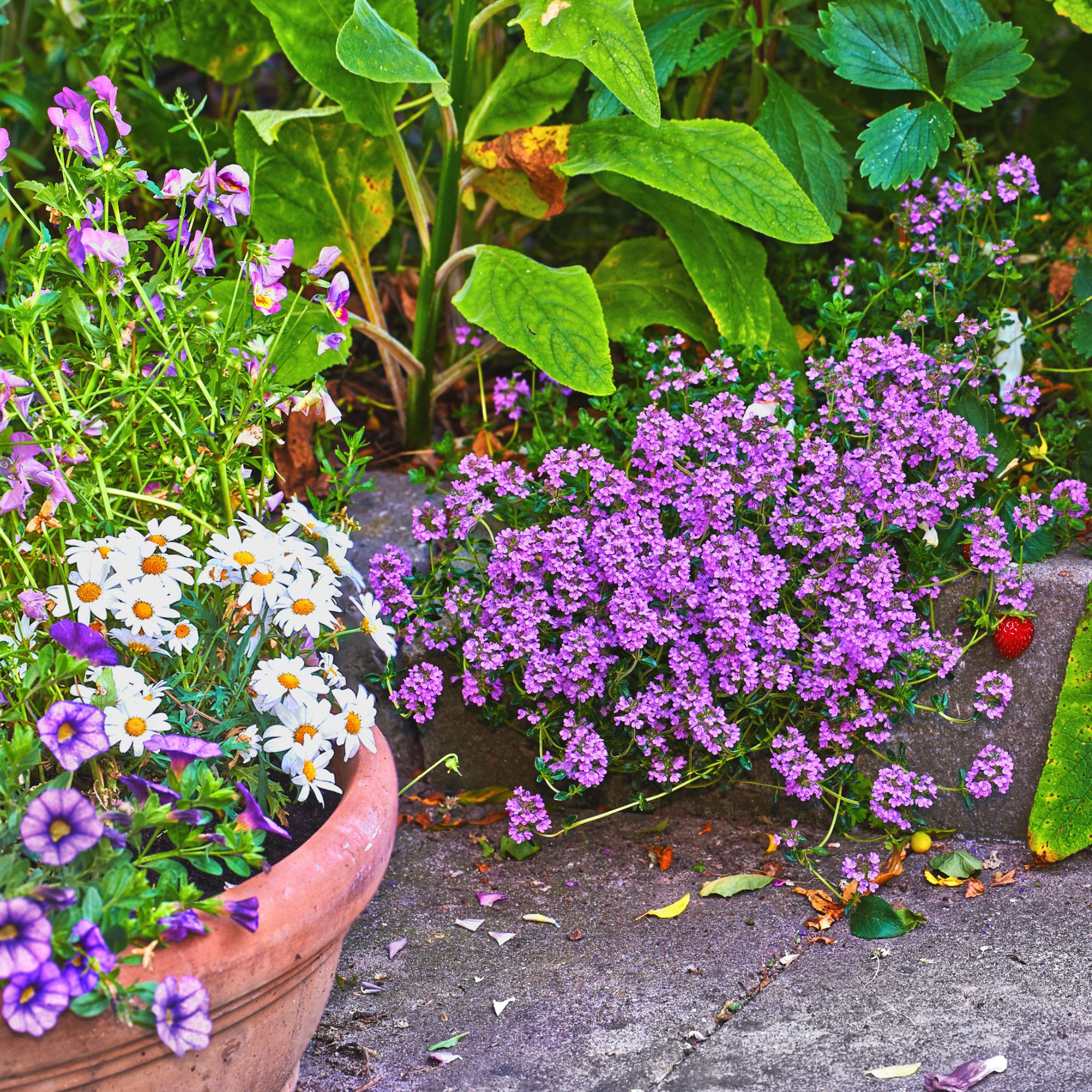 A serene garden corner featuring blooming pansies, white daisies, and clustered thyme surrounded by verdant greenery. Captured on a warm day, this image radiates peace, growth, and natural artistry.