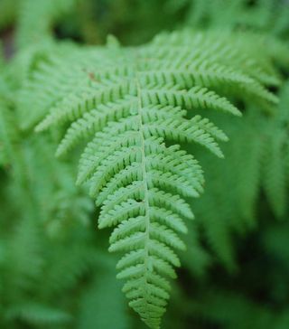 A Hayscented Fern