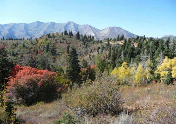 utah fall foliage colors