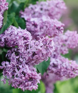 A closeup of purple lilacs