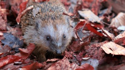hedgehog in wildlife-friendly garden