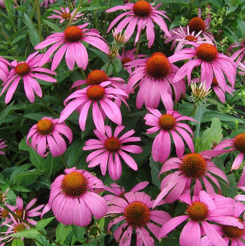 Native Purple Coneflower