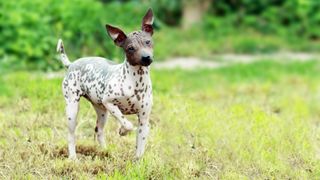 American Hairless Terrier