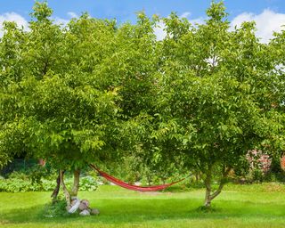 hammock between two trees