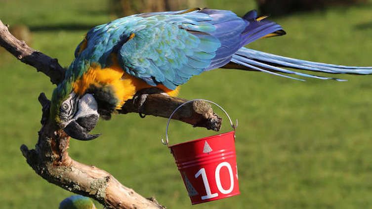 A bird eats out of a red bucket.