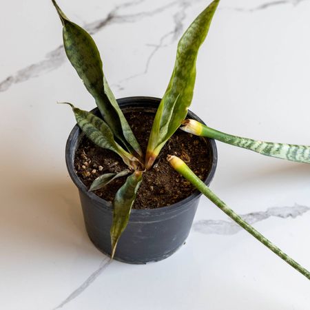 Snake plant with rotted leaves falling out of pot