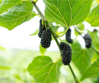 Mulberry fruit on tree