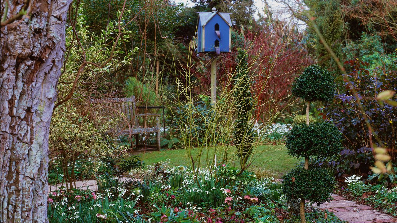 plants and shrubs in a winter garden with bird house