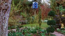 plants and shrubs in a winter garden with bird house