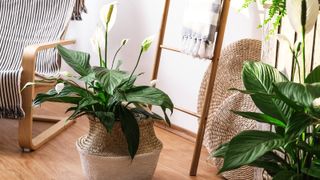 Peace lily plant in the corner of a space