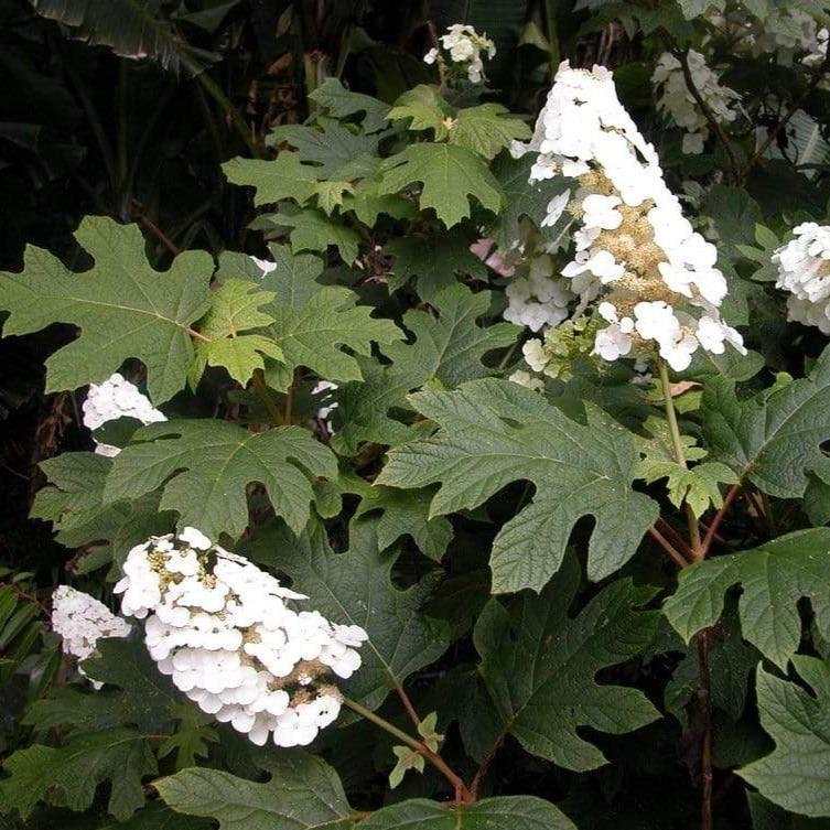 Snow Queen Oakleaf Hydrangea - 3 Gallon Pot