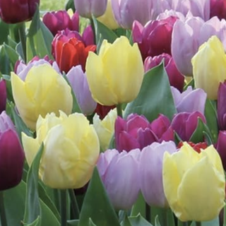 tulips in flower