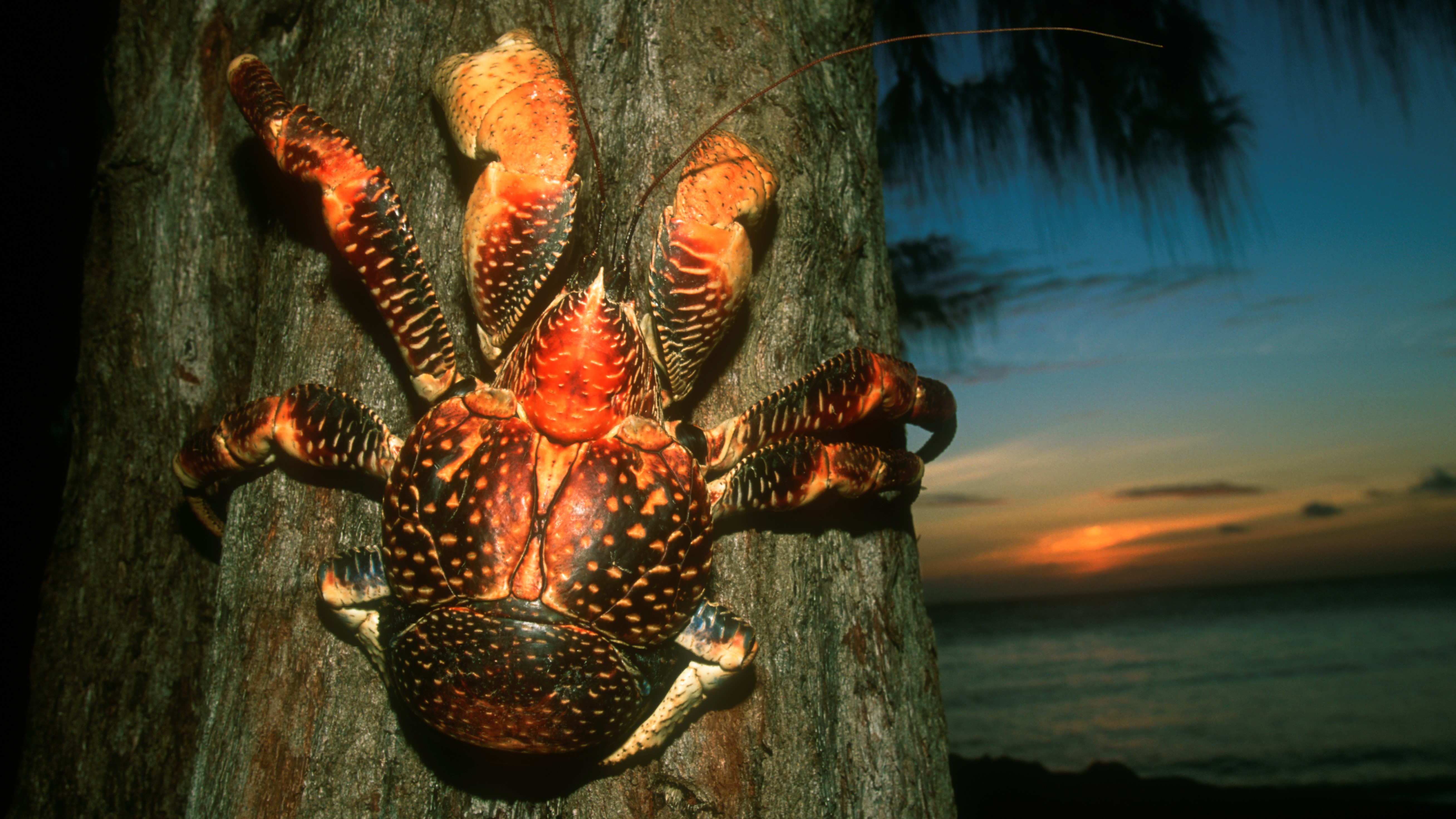 coconut crab attacks human video