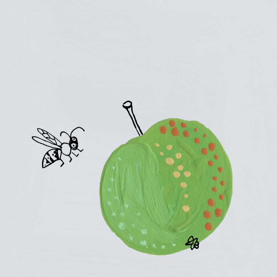 Colour illustration of a heritage apple