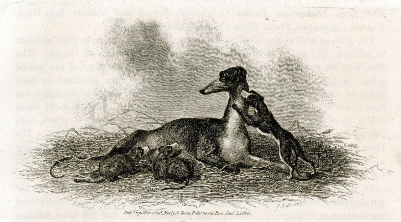 Engraving of a greyhound lying in a nest-like bed of straw with four nursing puppies, one playfully climbing onto her neck. The mother looks alert, gazing to the side. Published by Sherwood, Neely &amp; Jones in 1820.