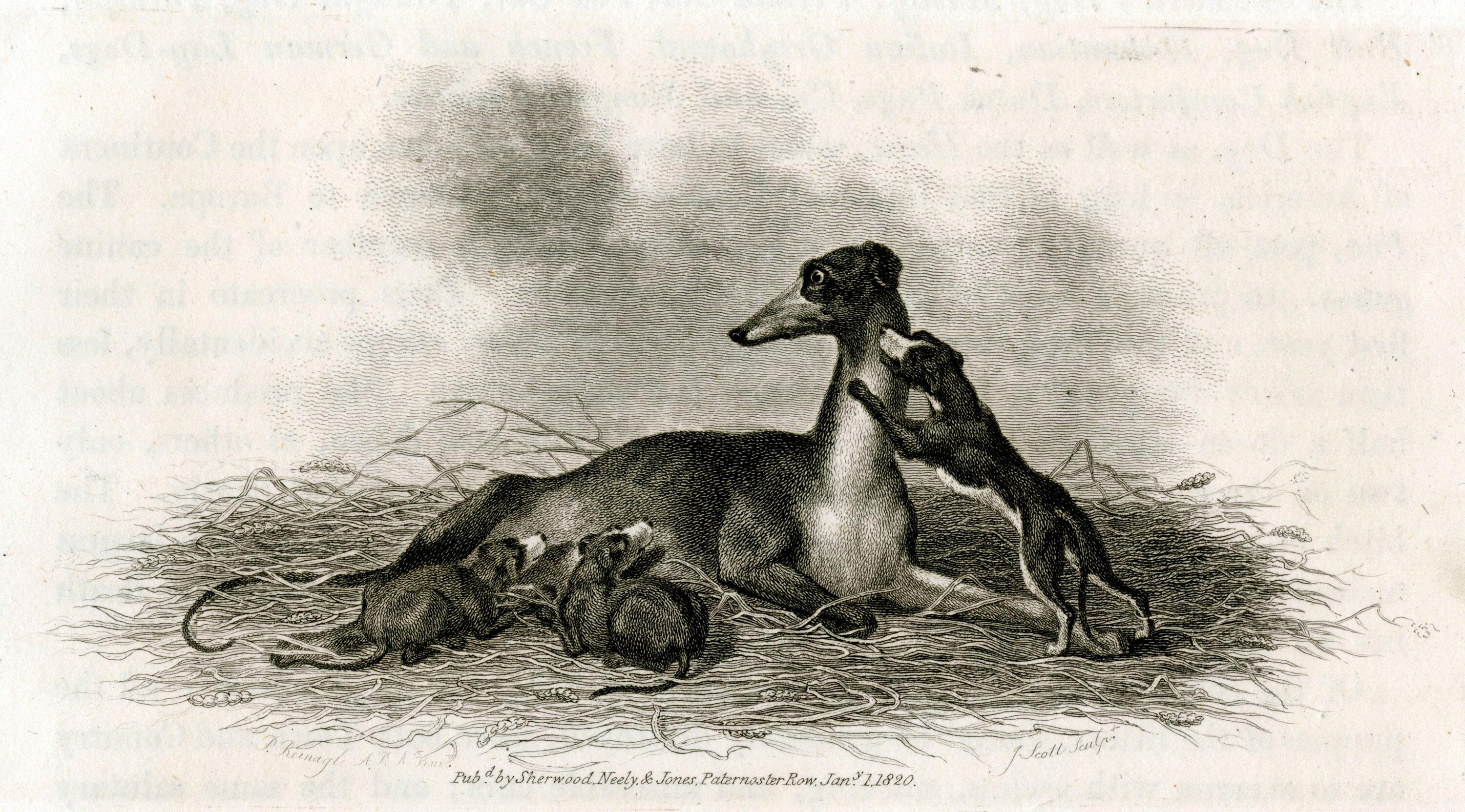 Engraving of a greyhound lying in a nest-like bed of straw with four nursing puppies, one playfully climbing onto her neck. The mother looks alert, gazing to the side. Published by Sherwood, Neely & Jones in 1820.