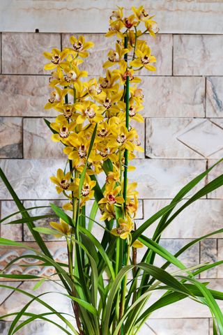 yellow Cymbidium orchid plant