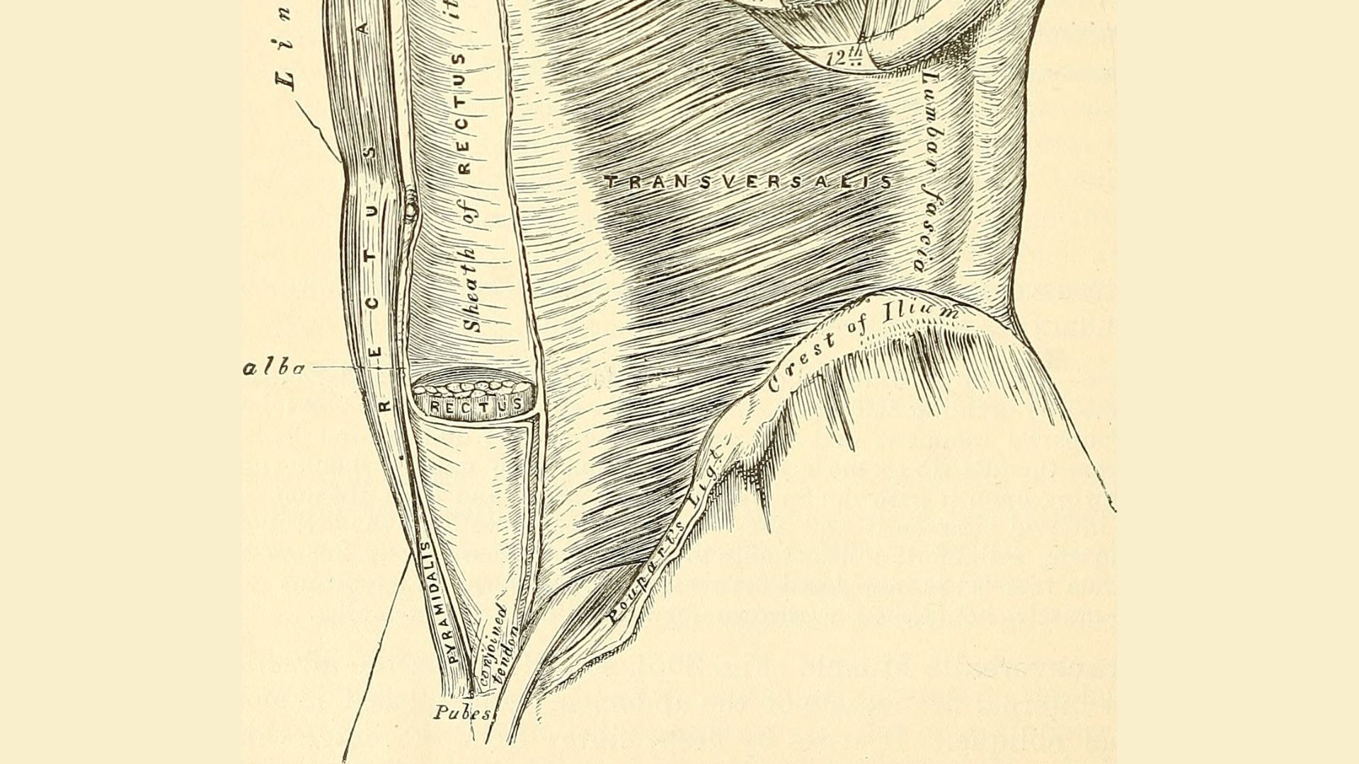 medical illustration shows the muscles of the abdomen with the small triquetrum labeled near the pubic bone